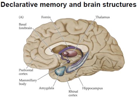 Semantic and episodic memory (explicit) Flashcards | Quizlet