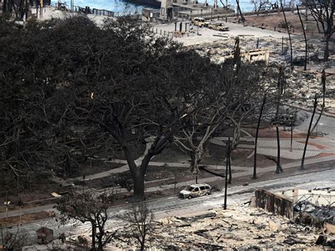 Maui’s Famous Banyan Tree Scorched by Wildfires but Still Stands