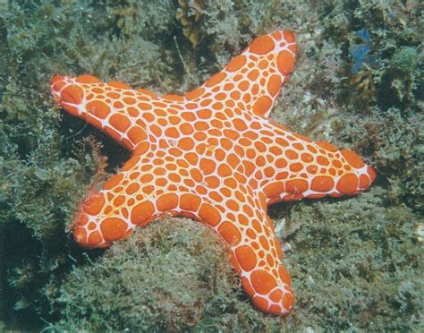 Sea stars and sea urchins - Echinodermata - The Australian Museum