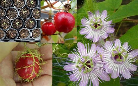 Red Fruit Passionfruit Passiflora Foetida Seeds | Fair Dinkum Seeds