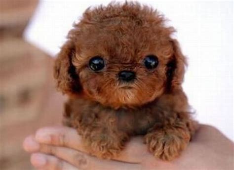 Top 10 Cutest Puppies In The World