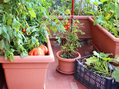 Southwest Container Gardening: Growing Potted Vegetables In Deserts