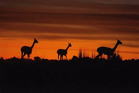 Vicuñas | Silhouette, Animals, Kangaroo