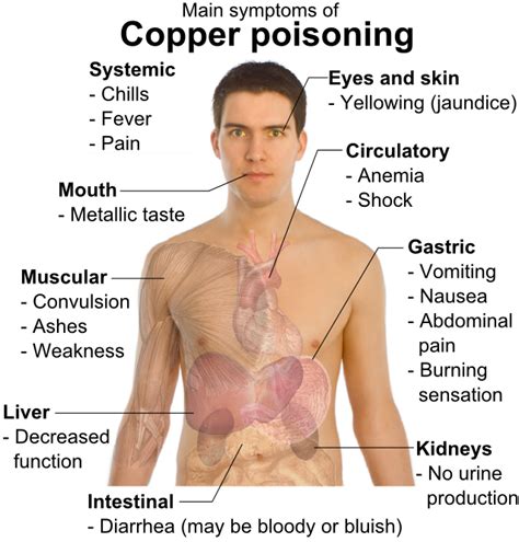 File:Main symptoms of copper poisoning.png - Wikimedia Commons