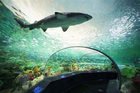 Tennessee Aquarium Offers College Students Half-Price Admission