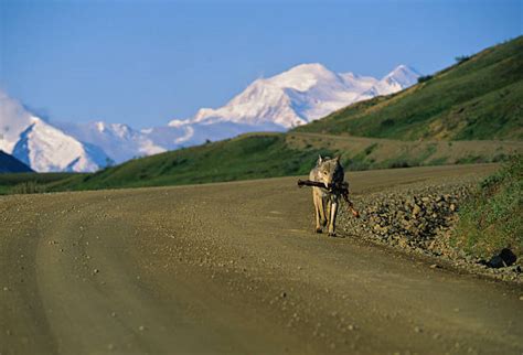 4,200+ Denali Wildlife Stock Photos, Pictures & Royalty-Free Images ...