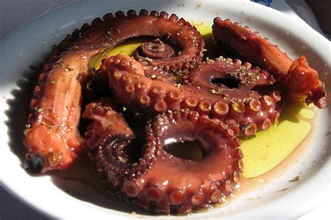 xy936 - octopus vulgaris