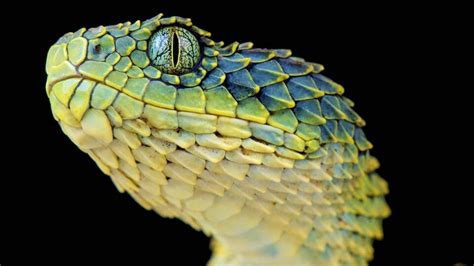 Atheris squamigera | Viper snake, Snake wallpaper, Snake