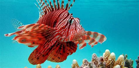 Lionfish: the Mediterranean invasion of an untouchable and enigmatic predator