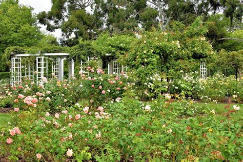 Rose Garden at Old Parliament House Gardens in Canberra, Australia ...