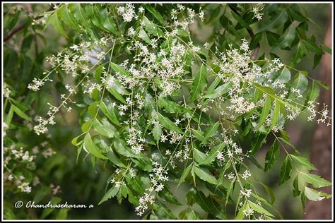 Neem Tree Flower