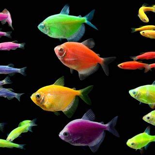 Some breeds of GloFish (Source:... | Download Scientific Diagram