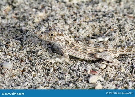 Lizard Camouflage stock image. Image of wild, deserd - 33221289