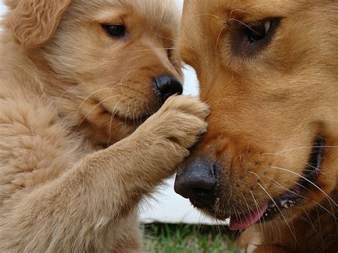 Golden Retriever Love | Bored Panda