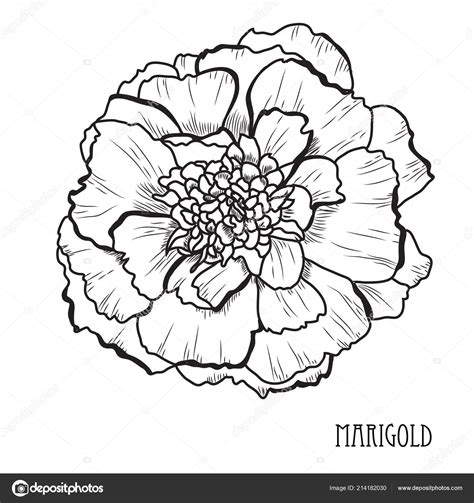 Marigold Flower Drawing Step By Step / But it's also the most fun and ...