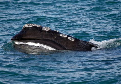 Researchers warn population of critically endangered whale species has hit 20-year low – The Hill