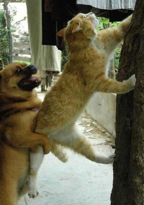 21 Genius Animals Taking Teamwork To A Whole New Level