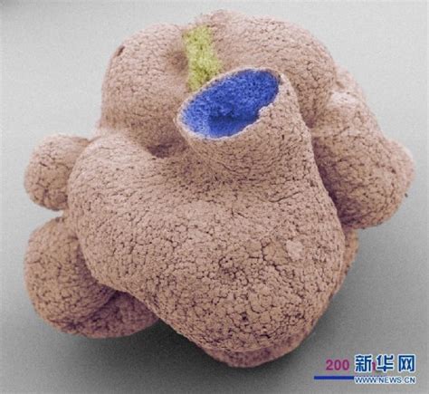 Sponge fossils 600 million years