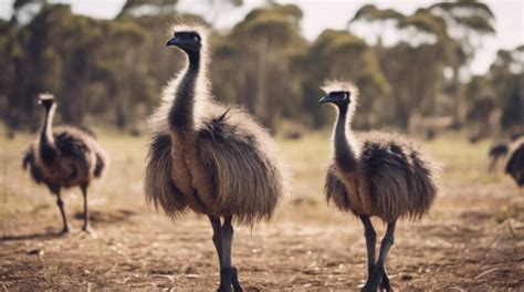 The History and Evolution of Emu Farming - Emu Insights