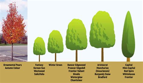 Ornamental Pear Tree Varieties