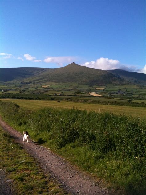 The rolling green hills of Dingle Peninsula, County Kerry, Ireland. | Scenery, Irish cottage ...