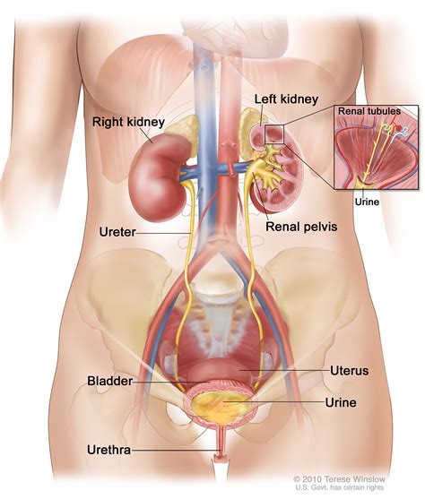 Diagram Of The Bladder Female