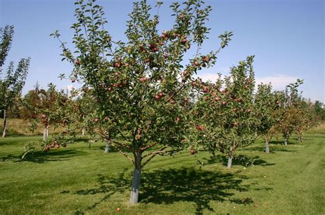 Trees & Shrubs - Minerva Tree Farms