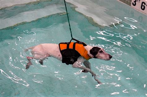 Hydrotherapy - Aqua Dog Therapy