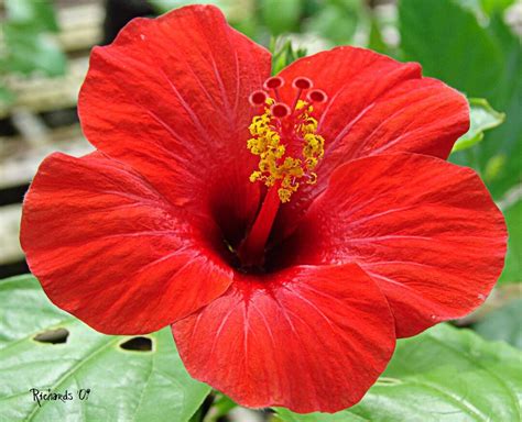 DIRECT FROM HAWAII Red Hibiscus Cutting Plant Hibiscus Rosa Sinensis Tropical Gardening - Etsy