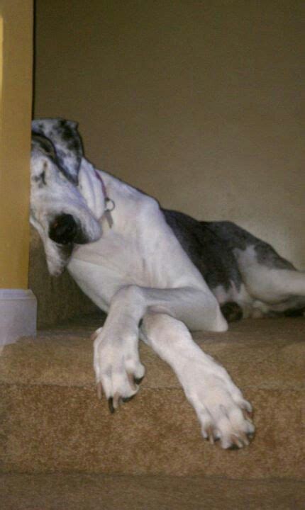 35 Great Danes Sleeping In Totally Ridiculous Positions - The Paws ...