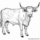 Longhorn Coloring Pages  Free & Printable sketch template