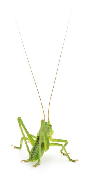 Premium Photo | Green locust isolated