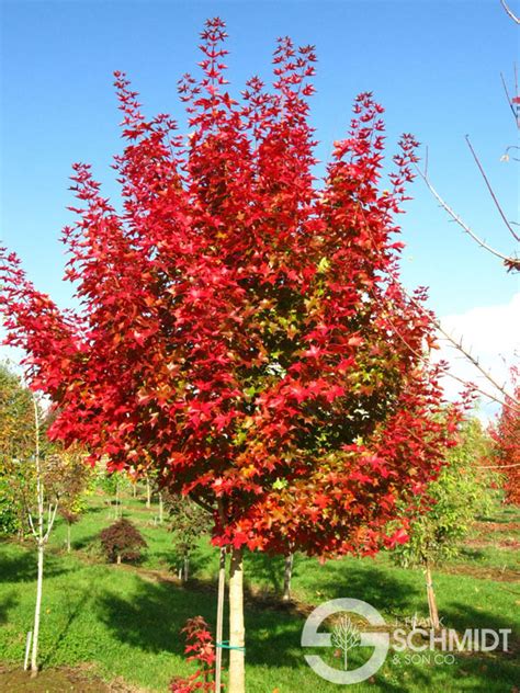 Maple, Ruby Sunset - Campbells Nursery