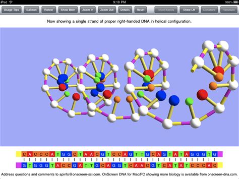 3D Dna Model With Pipe Cleaners