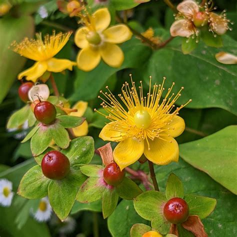 Tutsan (Hypericum androsaemum) – Weeds of Melbourne