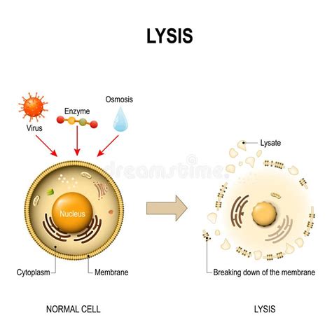 Lysis Gezonde Cel En Lysed Cel Vector Illustratie - Illustration of ...