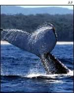 BBC News | SCI/TECH | Harpooned whales 'seldom die instantly'