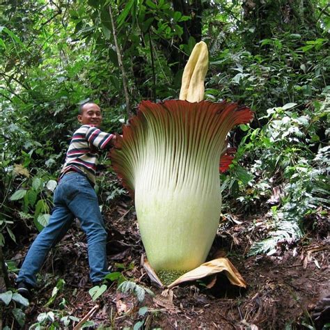 TITAN ARUM Seeds (Amorphophallus titanum) | Flower seeds, Red flower photos, Titan arum