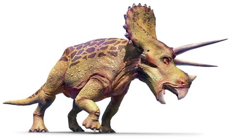 Triceratops Facts, Classification, Discovery, Behavior and Adaptation