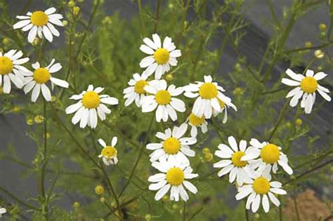 Chamomile German (Matricaria chamomilla) organically grown flower seeds. Floral Encounters.