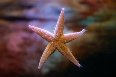 Starfish Regeneration: The Secret of Life? - My Animals