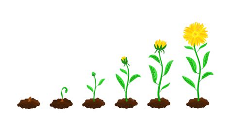 Stages Of Flower Sowing And Growing, Illustration, Collection, Sowing PNG and Vector with ...