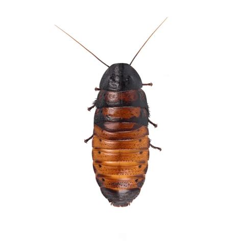 Buy Madagascar Hissing Cockroaches • Dubia Roach Depot