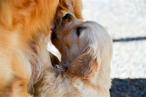 Mastitis in Dogs — Symptoms, Diagnosis and Treatment