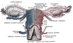 Cardinal Ligament - Location, Function and Pictures