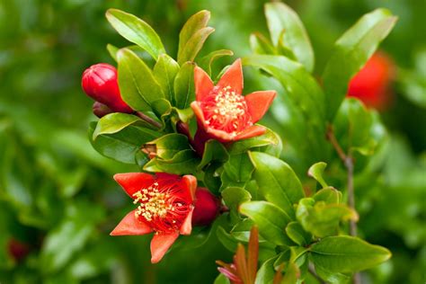 How To Fertilize and Water Your Pomegranate Tree