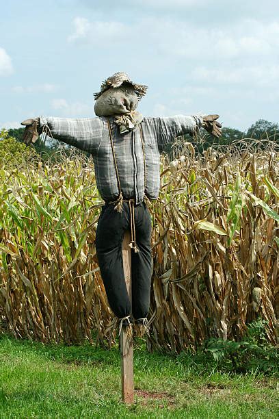 Royalty Free Scarecrow Pictures, Images and Stock Photos - iStock