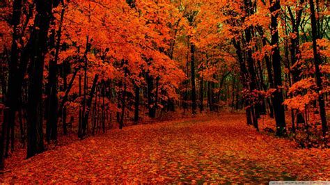 Download "A delicate walk amongst a vivid red autumn forest" Wallpaper | Wallpapers.com