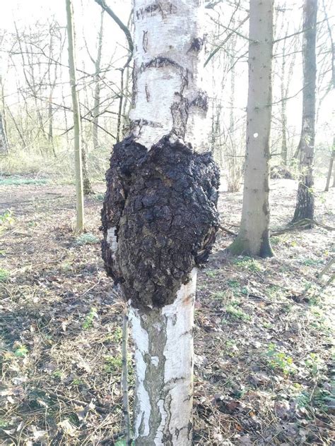 Chaga Identification - Mushroom Hunting and Identification - Shroomery Message Board