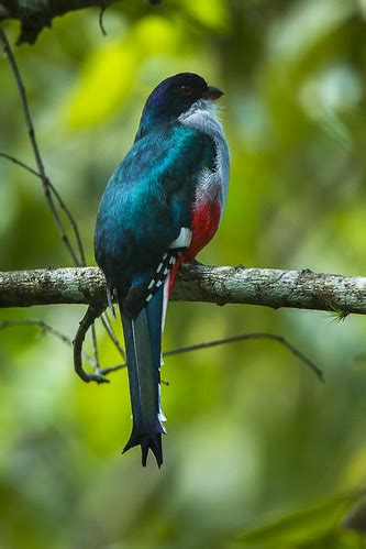 Cuban Trogon - Cuba_S4E9342 | Francesco Veronesi | Flickr